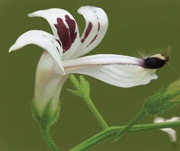 Andrographis